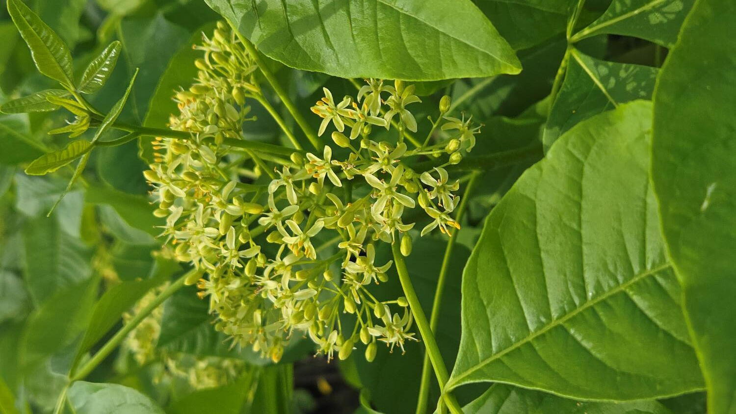  خاکستر ززنده 